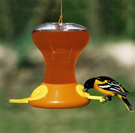 Baltimore Oriole Bird Feeder Plans