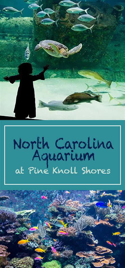 Visit the North Carolina Aquarium at Pine Knoll Shores near Emerald ...