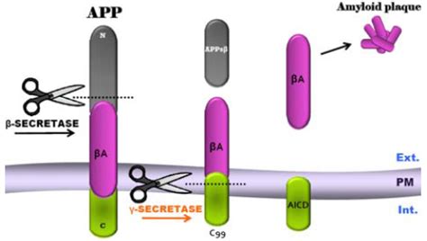 Gamma Secretase Activity Assay Cell Line - Innoprot In Vitro CNS Models