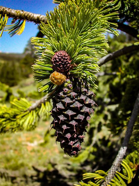 Rocky Mountain Bristlecone Pine Trees For Sale | The Tree Center™