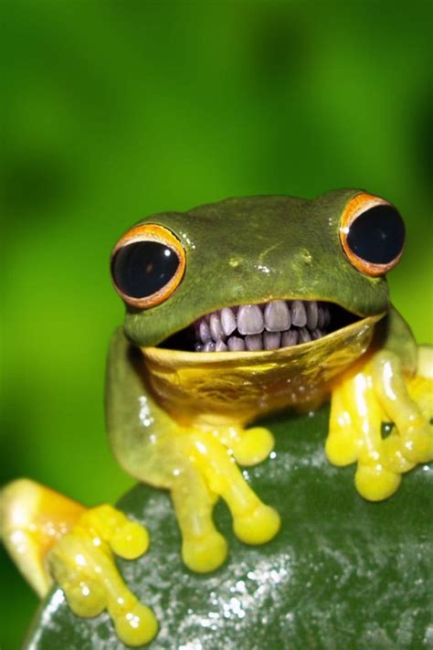 frog with teeth | Funny frogs, Funny animals, Funny animal memes