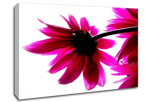 Stunning Pink Petals Bathed In Light | Pink canvas art, Floral wall art ...