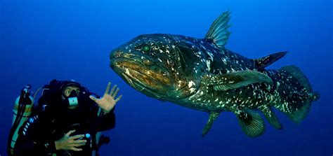 10 Interesting Facts About Coelacanths - WorldAtlas