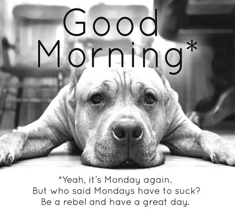 Pin on greetings | Monday humor, Monday morning motivation, Morning memes