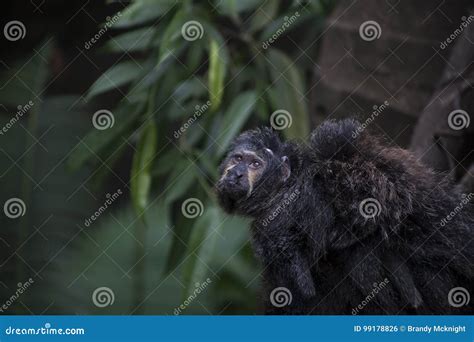 Saki Monkey Family stock photo. Image of captivity, forest - 99178826