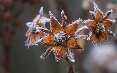 Hoarfrost flowers, fall, autumn, abstract, winter, frosty, graphy, macro, close-up, HD wallpaper ...