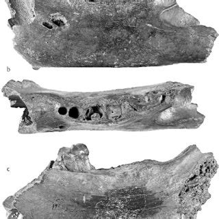 (PDF) First Asian record of Panthera (Leo) fossilis (Mammalia, Carnivora, Felidae) in the Early ...