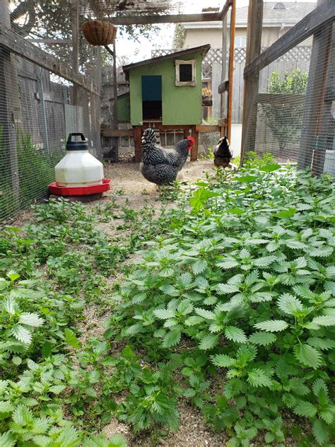 How to Make Stinging Nettle Fertilizer Tea to Feed Plants ~ Homestead ...