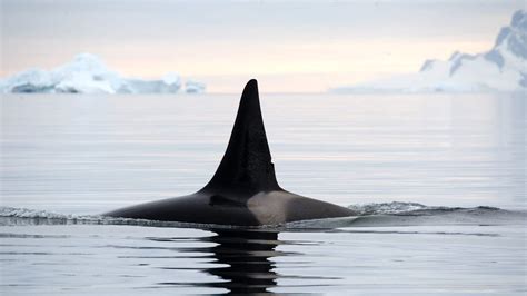 Off Antarctica, Researchers Assess Health of Killer Whales | The Pew ...