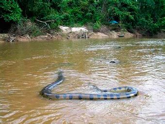 [10000印刷√] biggest amazon river anaconda snake 195722-What is the ...