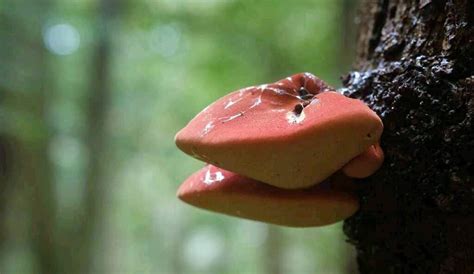 Beefsteak Mushroom (Fistulina Hepatica) - MushroomStalkers