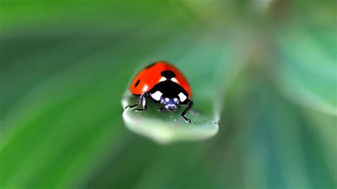 Download wallpaper 1600x900 ladybug, insect, leaf, macro, red, blur ...