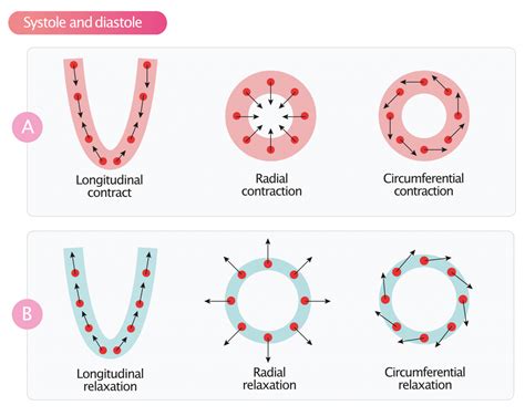 Left ventricular diastolic function – Cardiovascular Education