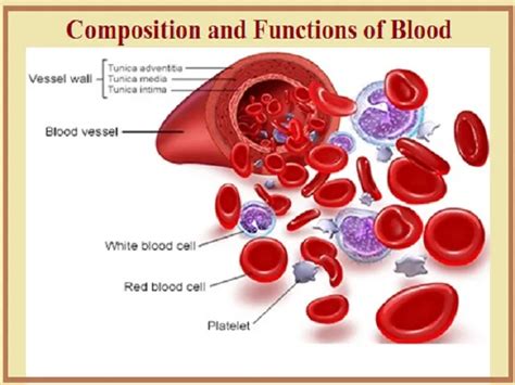 Blood: Composition, Functions, Transfusion and Blood Group