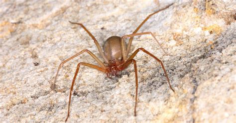 How Common Are Brown Recluse Spiders in Arizona? - A-Z Animals