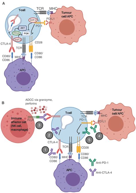 The CTLA‐4 and PD‐1 checkpoint pathways, and proposed mechanisms of... | Download Scientific Diagram