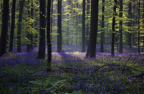 Wallpaper forest, bluebell, sunlight, spring, Halle, Belgium, 4k, 5k, Nature #13445