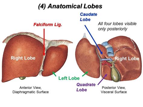 Lobes Of Liver Diagram