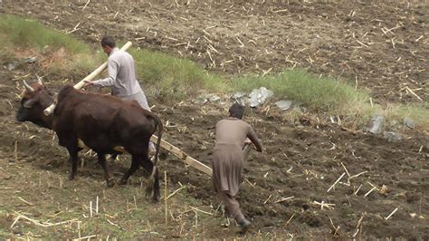 an age-old method of ploughing taken in Pakistan – Every Nook & Cranny