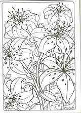 Tiger Lily Coloring Page Pages sketch template