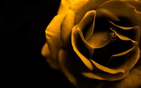 1366x768px, 720P Free download | Yellow Rose Background. Rose ...