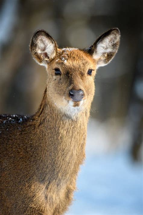 Female Roe Deer Portrait in the Winter Forest. Animal in Natural Habitat Stock Photo - Image of ...