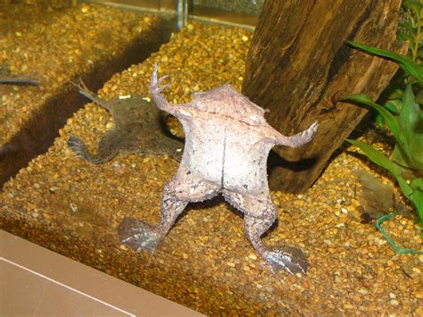 The Online Zoo - Common Surinam Toad