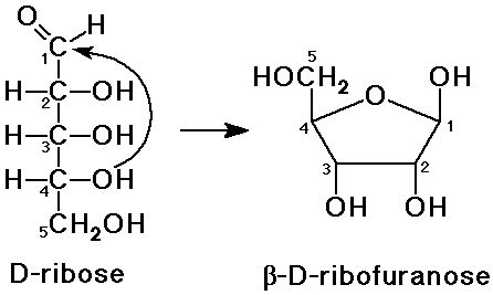 Chapter 25 notes