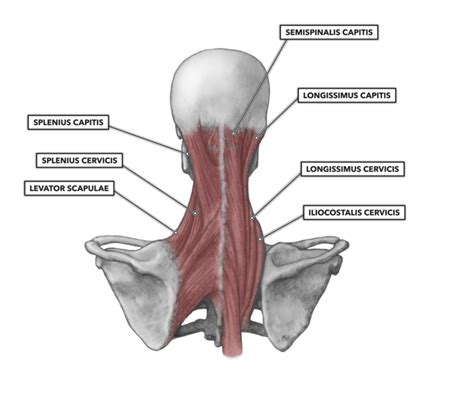 Musculos Cervicales