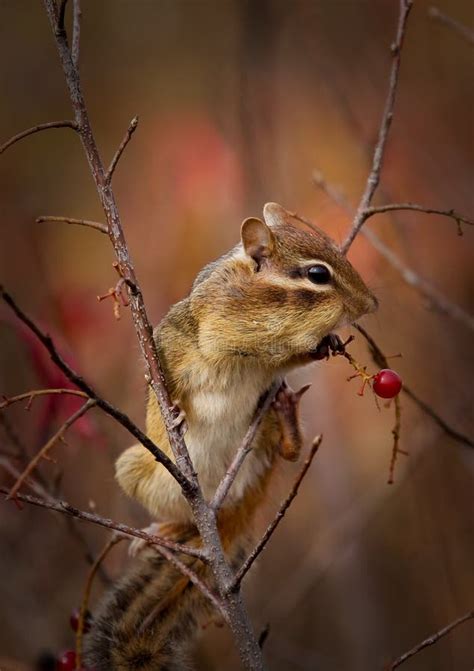 A Chipmunk Is Eating Berries Stock Image - Image: 14636091