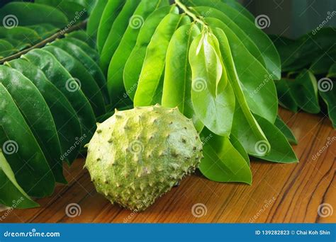 Branch of Green Soursop Leaves and Fresh Fruit Stock Image - Image of soursop, natural: 139282823