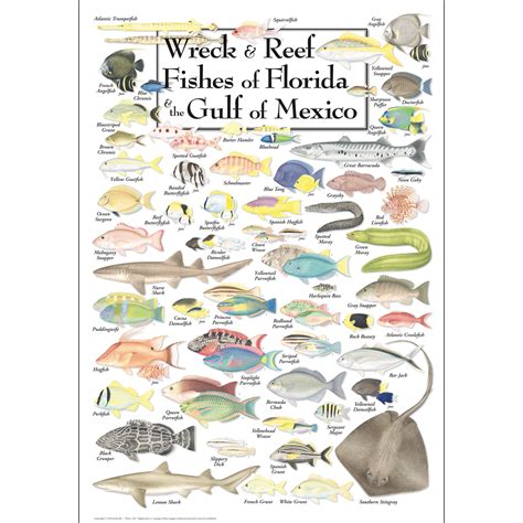 Gulf Of Mexico Reef Fish Identification | SexiezPix Web Porn