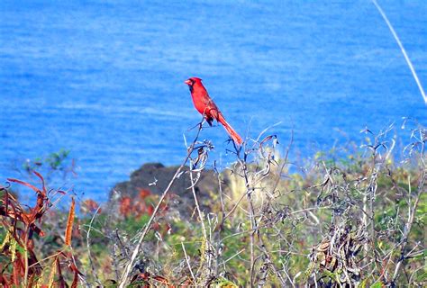 Hawaii Red Northern Cardinal - Hawaii Pictures