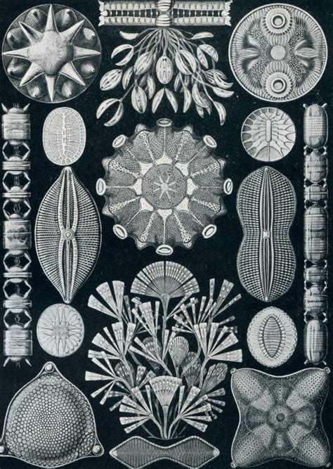 Diatom Art – nature under the microscope - Ideas2Live4