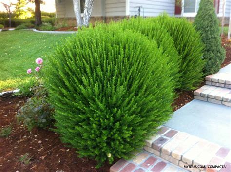 Dwarf Myrtle - Myrtus communis 'Compacta' - Full Sun - Low Water - 2 to ...