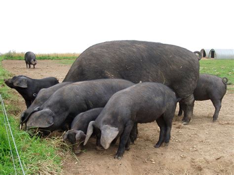 Large Black pigs: the gentle giants | Pocket Farm Magazine