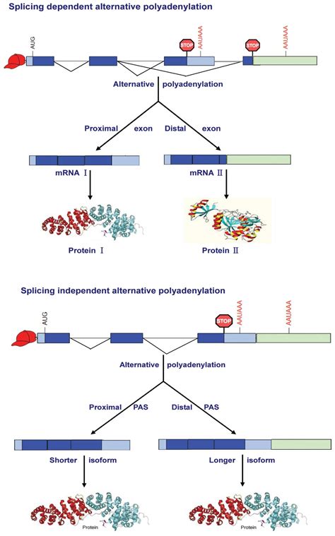 A dynamic interplay between alternative polyadenylation and microRNA regulation: Implications ...