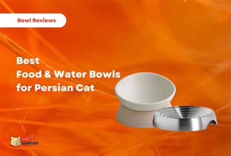 Best Food & Water Bowls for Persian Cats - Cat Queries