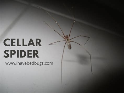 Cellar Spider: Complete Facts On The Species - ihavebedbugs.com