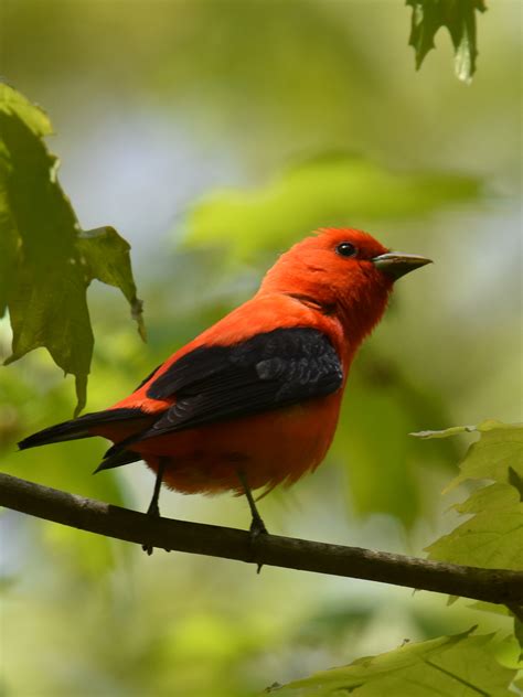 What Is This Bright Red Robin-sized Bird with Black Wings? | Natural ...