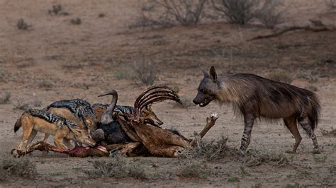 The Brown Hyena - Africa Geographic