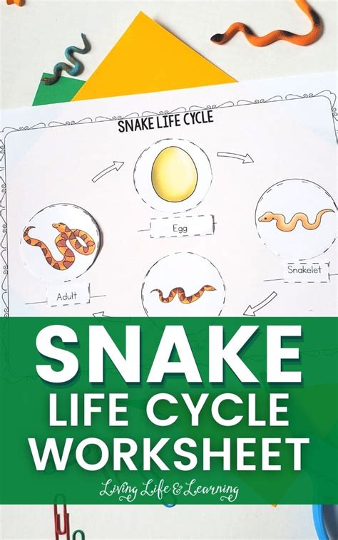 Snake Life Cycle Worksheet