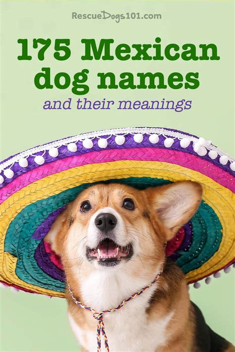 Best Mexican Dog Names with Meanings