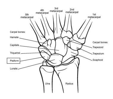 Wrist Joint Anatomy: Overview, Gross Anatomy, Natural Variants