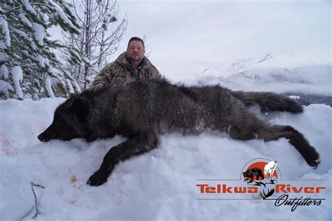 British Columbia Wolf Hunts - Telkwa River Outfitters