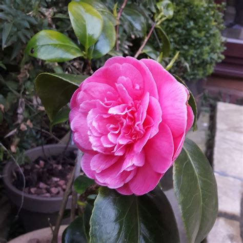 Camellia japonica 'Pink', Camellia 'Pink' in GardenTags plant encyclopedia