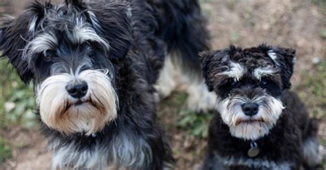 Standard Schnauzer - A-Z Animals