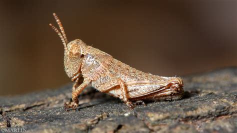 Grasshopper Nymphs - Melanoplus - North American Insects & Spiders