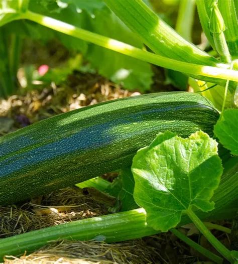 tips for growing zucchini Archives - Old World Garden Farms