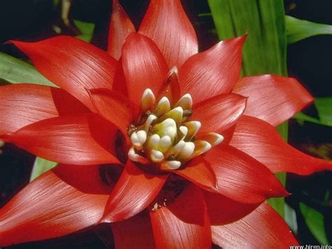 Romantic Flowers: Red Flowers